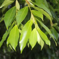 Calophyllum bracteatum Thwaites